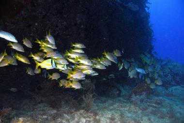 John Pennekamp Coral Reef